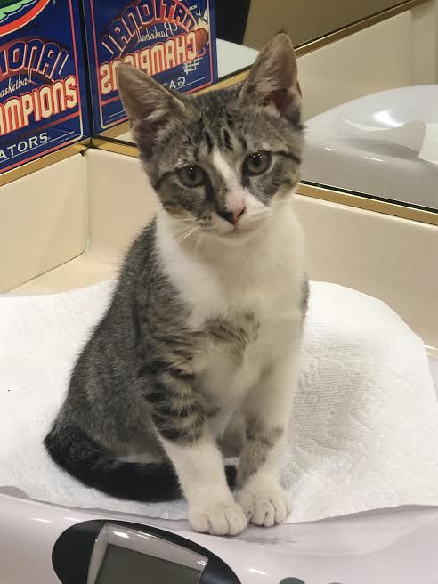 KB Community Cats Rescue Program holding annual fundraiser